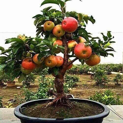 Dwarf Bonsai Apple Tree 20 Seeds Grow Exotic Indoor Fruit Bonsai Fresh Garden