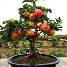 Dwarf Bonsai Apple Tree 20 Seeds Grow Exotic Indoor Fruit Bonsai Fresh Garden