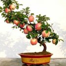 Grow Exotic Indoor Fruit Bonsai Dwarf Bonsai Apple Tree 25 Seeds Fresh Garden