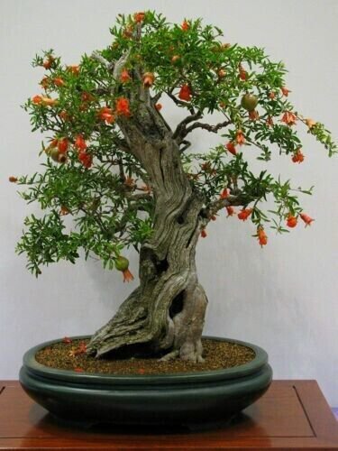 Dwarf Pomegranate Bonsai 25 Seeds Edible Fruit Bonsai Fresh Garden