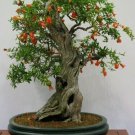 Dwarf Pomegranate Bonsai 25 Seeds Edible Fruit Bonsai Fresh Garden