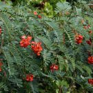 Scarlet Wisteria Sesbania Punicea 10 Seeds Fresh Garden