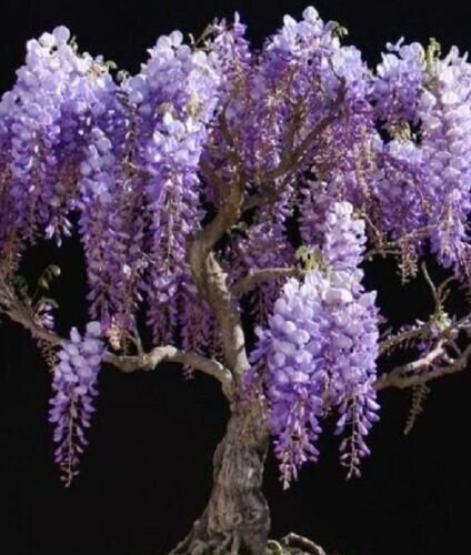 Bolusanthus Speciosus Rhodesian Wisteria Tree 10 Seeds Fresh Garden