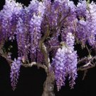 Bolusanthus Speciosus Rhodesian Wisteria Tree 10 Seeds Fresh Garden