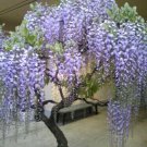10 Chinese Bonsai Wisteria Seeds Fresh Garden