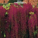 Red Black Dragon Wisteria 5 Seeds Vine Climbing Flower Perennial Fresh Garden