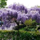 Japanese Wisteria Floribunda Rare Vine Flowering Tree 10 Seeds Fresh Garden