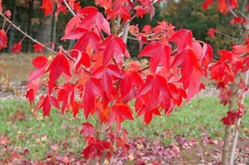 Full Moon Maple Acer Japonicum Tree 10 Seeds Bonsai Fresh Garden