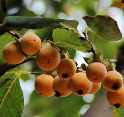 5 Japanese Persimmon American Orange Red Fruit Flower Seeds Fresh Garden