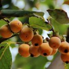 5 Japanese Persimmon American Orange Red Fruit Flower Seeds Fresh Garden