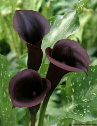 Black Calla Lily Flowers Zantedeschia Aethiopica 25 Seeds Fresh Garden