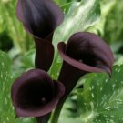 Black Calla Lily Flowers Zantedeschia Aethiopica 25 Seeds Fresh Garden