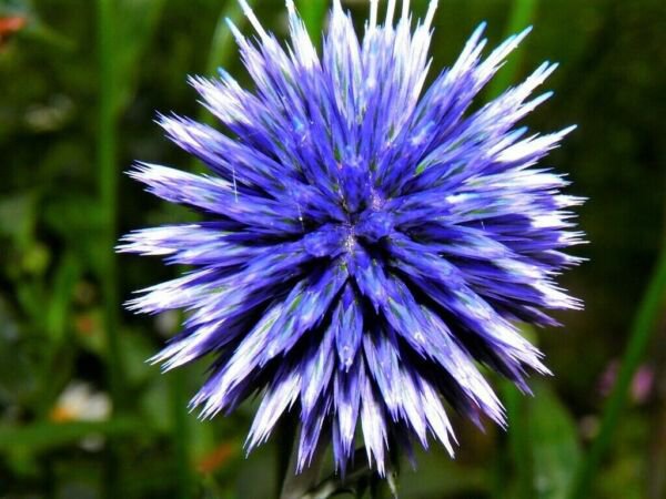 25 Blue Globe Thistle Echinops Ritro Southern Globethistle Seeds Fresh Garden