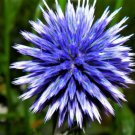25 Blue Globe Thistle Echinops Ritro Southern Globethistle Seeds Fresh Garden