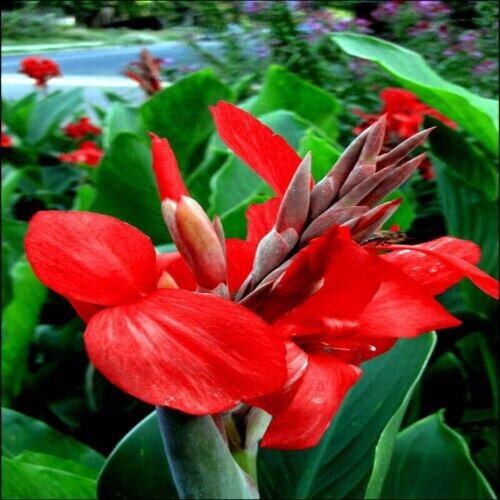 Red Canna Lily Indica Seeds Indian Shot Attracts Hummingbirds Fresh Garden