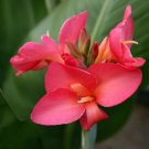 Pink Canna Lily Indica Seeds Indian Shot Arrowroot Flowers Attracts Hummingbirds Fresh Garden