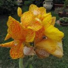 5 Yellow Canna Lily Indian Shot Canna Indica Flower Seeds Fresh Garden