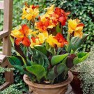 10 Canna Lily Flower Seeds Perennial Canna Indica Fresh Garden