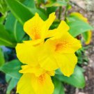 Canna Lily Seeds(20)Yellow Canna Dwarf Seeds 2' 3' Full Grown Fresh Garden