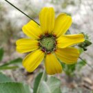 Soft Greeneyes Chocolate Daisy Organic 15+ Seeds Fresh Garden