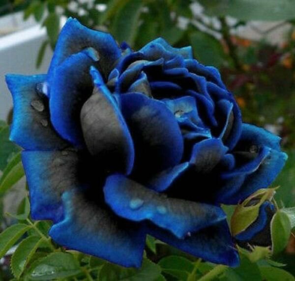 50 Rare Seeds Midnight Supreme Rose Seed Fresh Garden