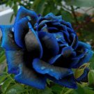 50 Rare Seeds Midnight Supreme Rose Seed Fresh Garden
