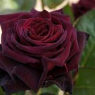 30 Rare Seeds Black Baccara Hybrid Rare Rose Seeds Fresh Garden