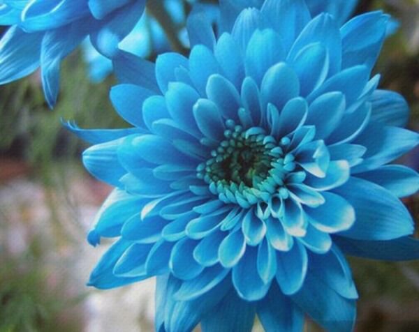 Sky Blue Chrysanthemum Mums Flowers 200 Seeds Fresh Garden
