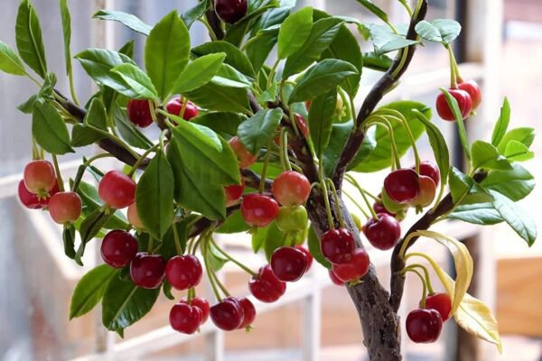 20 Bonsai Dwarf Cherry Tree Seeds Indoor Or Outdoor Fruit Tree Fresh Garden
