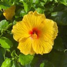 20 Hibiscus Seeds Perennial Flowers Fresh Garden