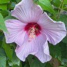 20 Lavender Purple Hibiscus Seeds Perennial Flowers Fresh Garden