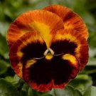 30 Pansy Flower Seeds Fragrant Perennial 90 % Germination Rate Fresh Garden