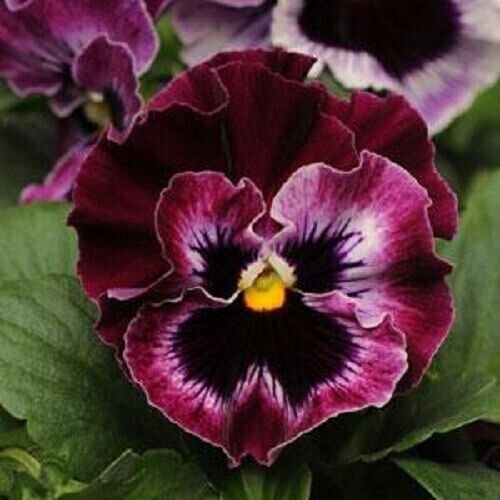 30 Pansy Karma Purple Flower Seeds Fragrant Perennial Fresh Garden