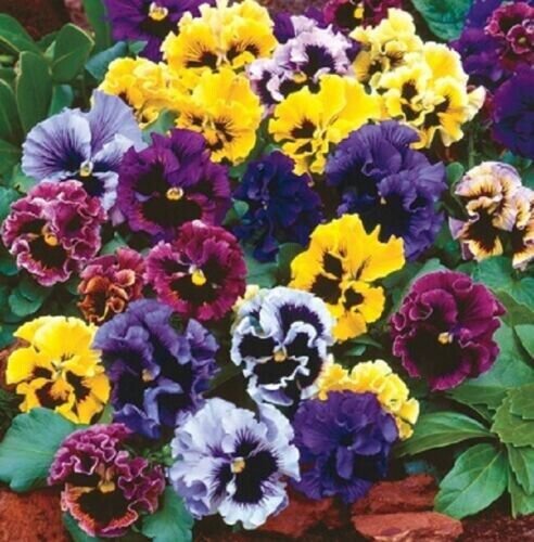 Pansy Mix 50 Seeds Germination Rate 90% Fresh Garden