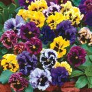Pansy Mix 50 Seeds Germination Rate 90% Fresh Garden