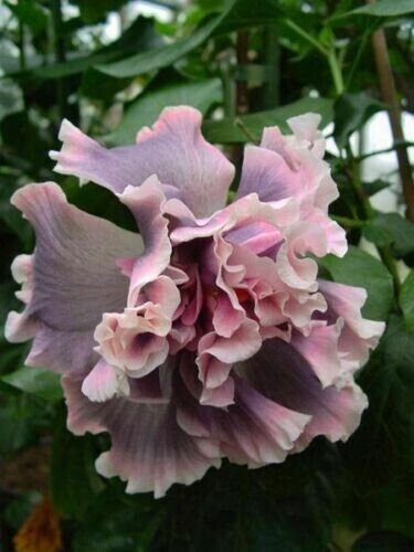 20 Double Yellow Hibiscus Seeds Flowers Seed Perennial Fresh Garden