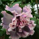 20 Double Yellow Hibiscus Seeds Flowers Seed Perennial Fresh Garden