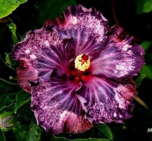 Hibiscus Beautiful Flower Cotton Rose 10 Seeds Fresh Garden