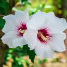 25 White Hibiscus Seeds (Crimson Eye) Perennial Fresh Garden