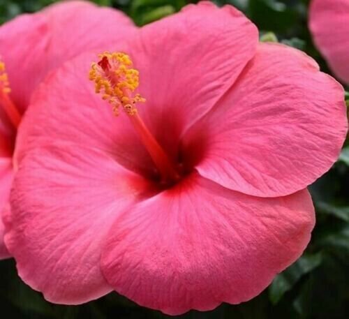 Pink White Red Hibiscus Flower Mixed Seeds 90% Germination Rate Fresh Garden