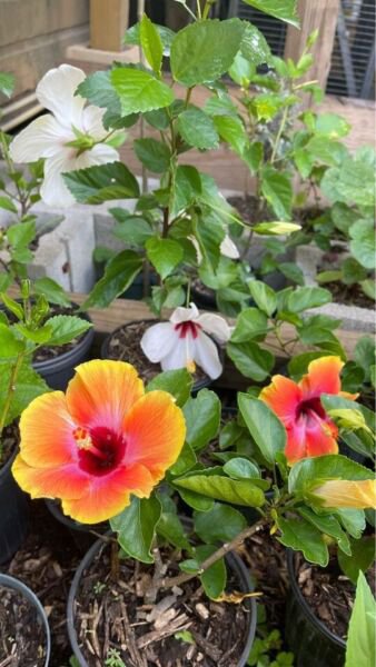 20 Hibiscus Seeds Flowers Flower Seed Perennial 905 Germination Rate Fresh Garden