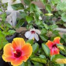 20 Hibiscus Seeds Flowers Flower Seed Perennial 905 Germination Rate Fresh Garden