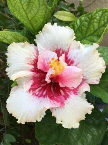 20 White Pink Hibiscus Seeds Flowers Flower Seed Perennial 90% Germination Rate Fresh Garden