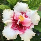 20 White Pink Hibiscus Seeds Flowers Flower Seed Perennial 90% Germination Rate Fresh Garden