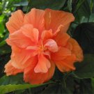 Orange Hibiscus 25 Seeds: Beautiful Hardy Perennials U.S. Fresh Garden