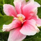 20 Hibiscus Seeds Perennial Hardy Flower Flowers Exotic Fresh Garden