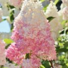 Light Strawberry Hydrangea 5 Seeds Perennial Flowers 90% Germination Rate Fresh Garden