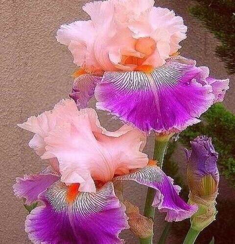 Iris Flower Pink Purple Plants 25 Seeds 90% Germination Rate Fresh Garden