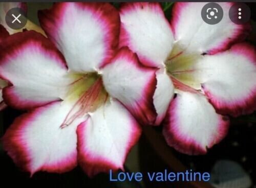 Pink White Love Valentine Desert Rose 5 Seeds Flower Fresh Garden