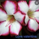 Pink White Love Valentine Desert Rose 5 Seeds Flower Fresh Garden